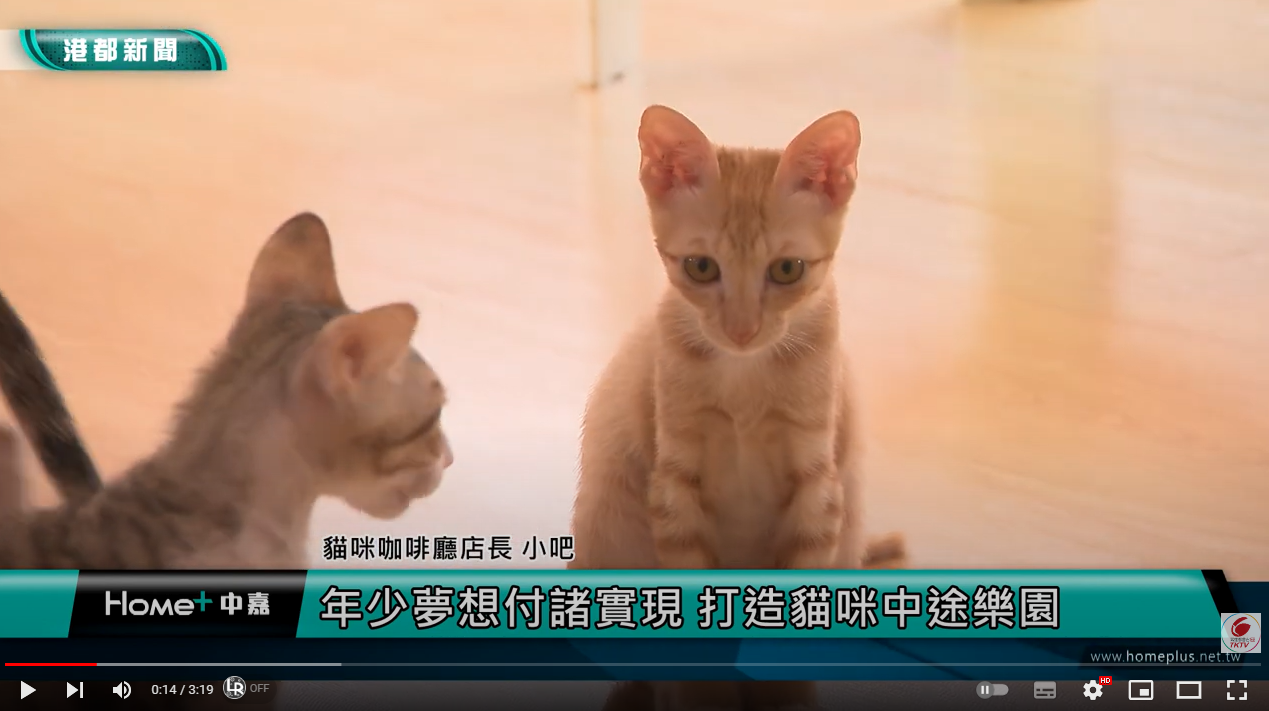 中途貓樂園 | 年少夢想付諸實現 打造貓咪中途樂園