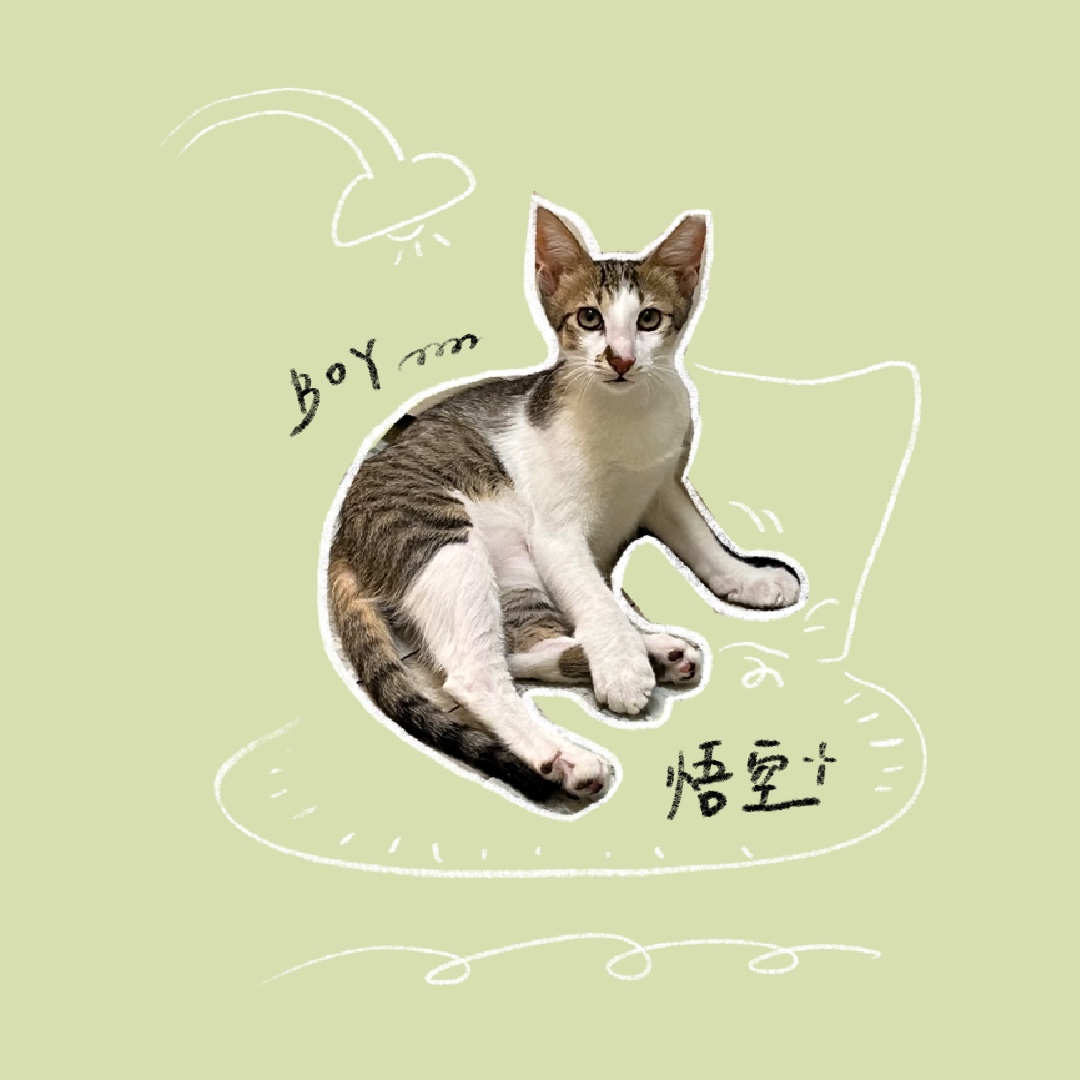悟空